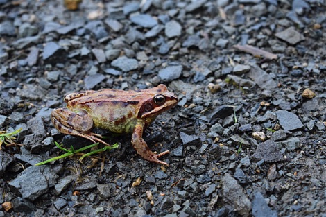 Frog on road